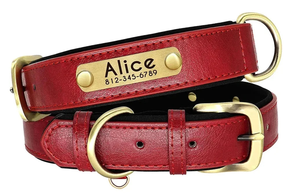 Collier chien porté par un chien en extérieur