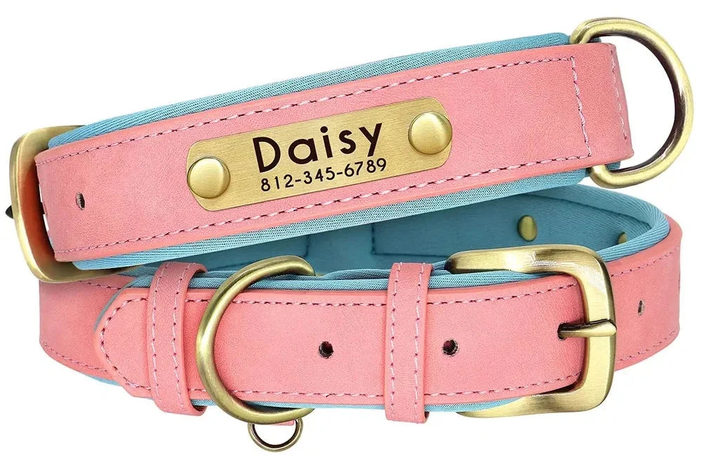 Collier chien confort et solidité au quotidien