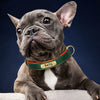 Collier chien cuir véritable doublure rembourrée