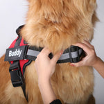 Détail des bandes réfléchissantes du harnais pour chien