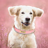 Collier chien coloris rouge et vert