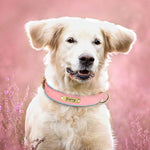 Collier chien coloris rouge et vert