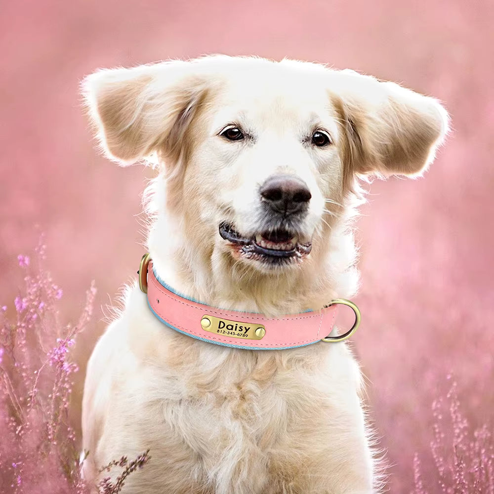 Collier chien coloris rouge et vert
