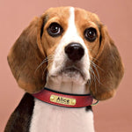 Collier chien coloris orange