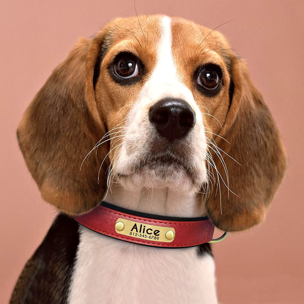 Collier chien coloris orange