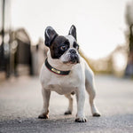 Collier chien coloris noir