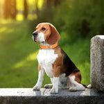 Collier chien coloris rouge rose