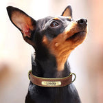 Collier chien mesure du tour de cou