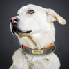 Collier chien prêt à l'emploi après commande