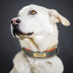 Collier chien prêt à l'emploi après commande